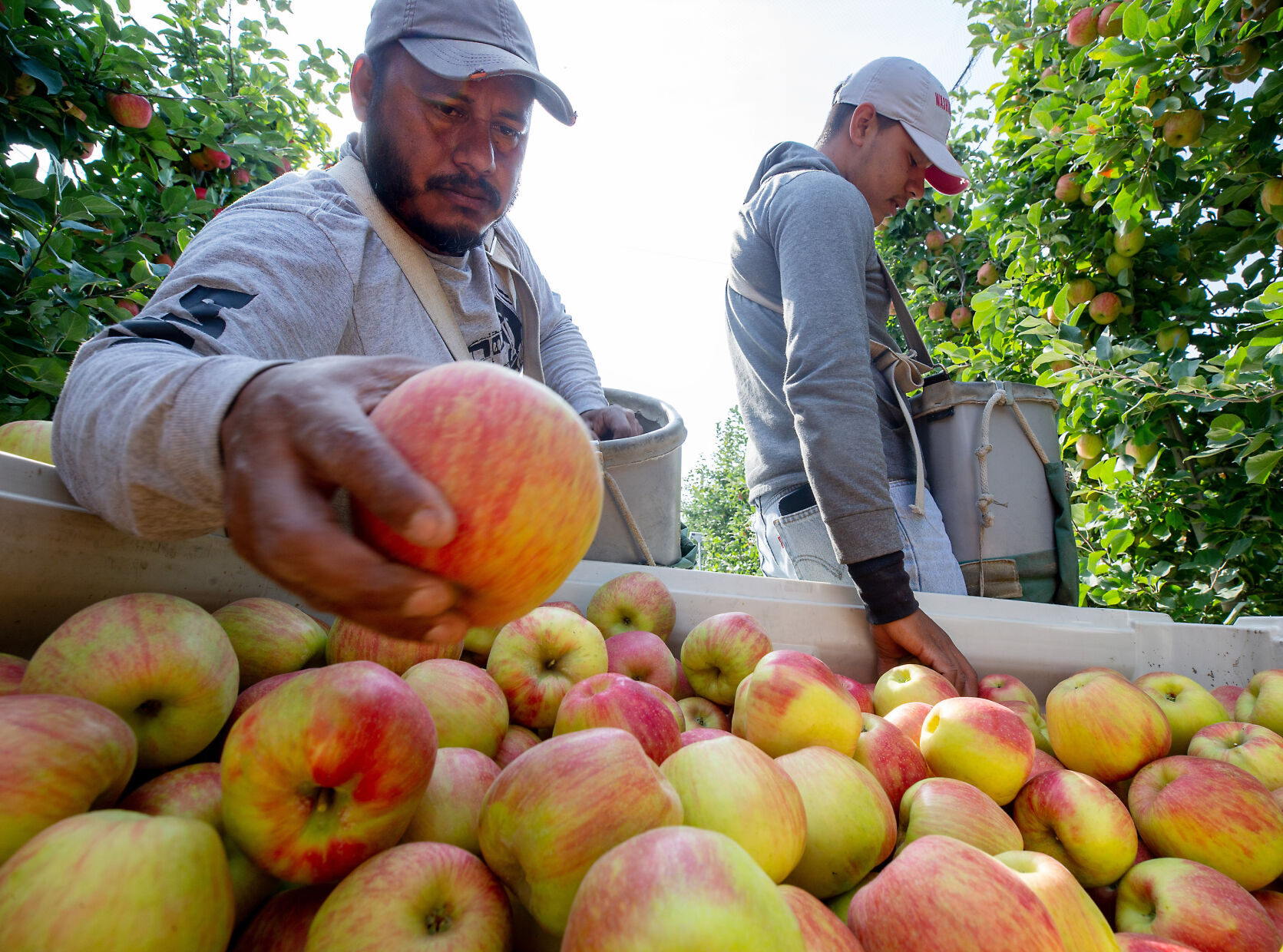 FTSG_5096795162_AppleHarvest.jpg